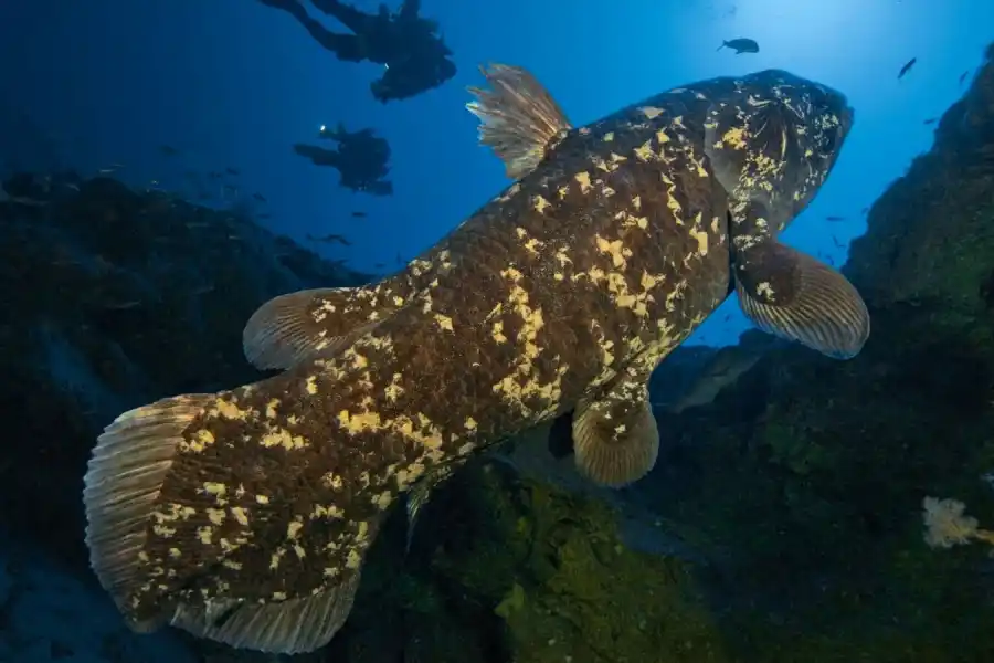 El celacanto peude vivir hasta 100 años. 