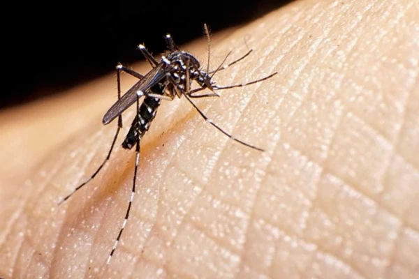 Dengue: Salud informó que desde hace 86 días no se registran casos en Tucumán