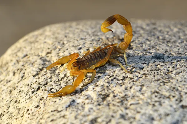 Temporada de alacranes: qué hacer ante una picadura y dónde buscar atención