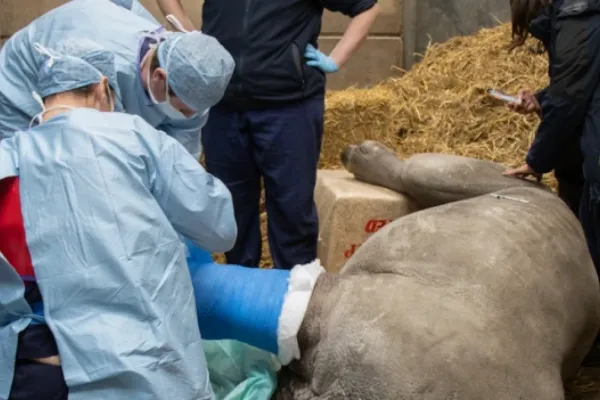 Un inédito procedimiento quirúrgico logró recuperar la pata de una rinoceronte de 800 kilos en el Reino Unido