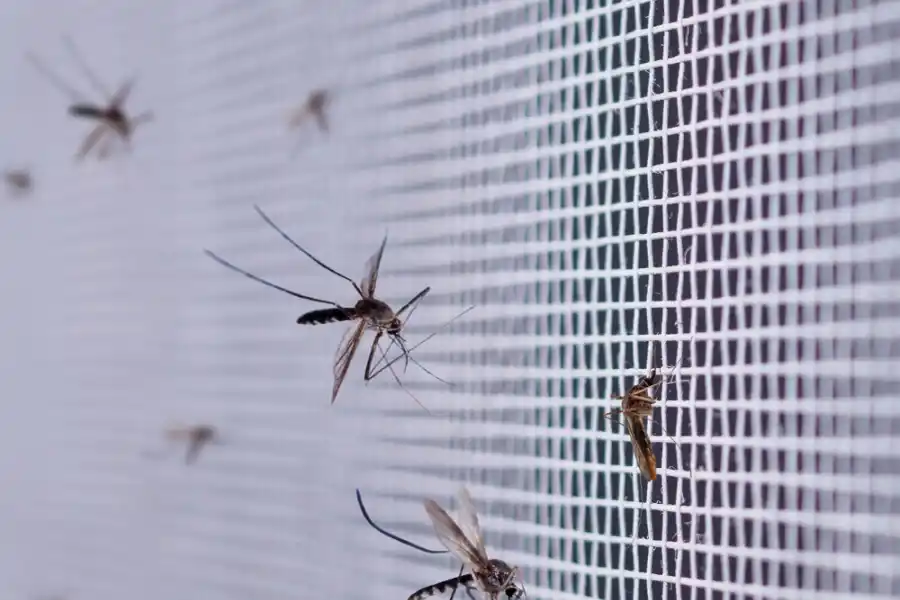 Dengue: cuándo cuesta acondicionar la casa para alejar a los mosquitos