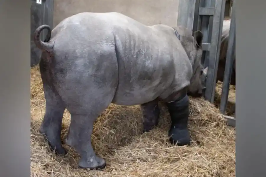 Amara utilizó su yeso por cuatro semanas.