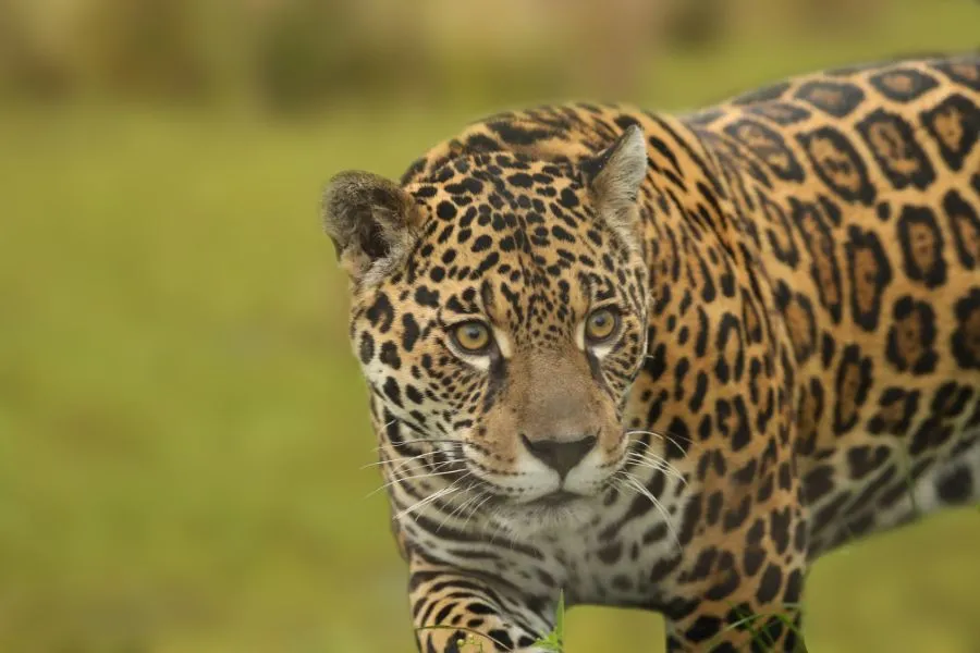 LA BIODIVERSIDAD. Un yaguareté misionero./NIDEPORT