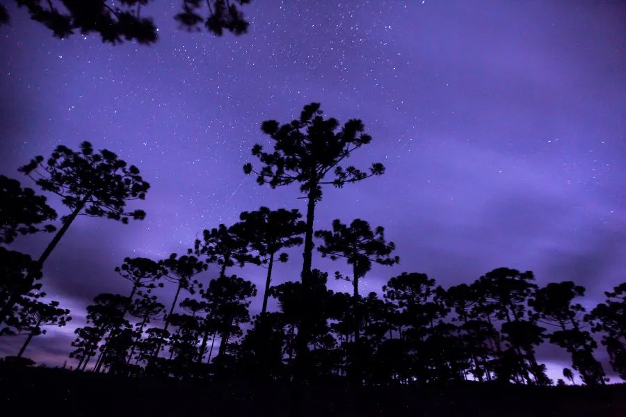 SELVA MISIONERA. Una visión nocturna del bosque./NIDEPORT