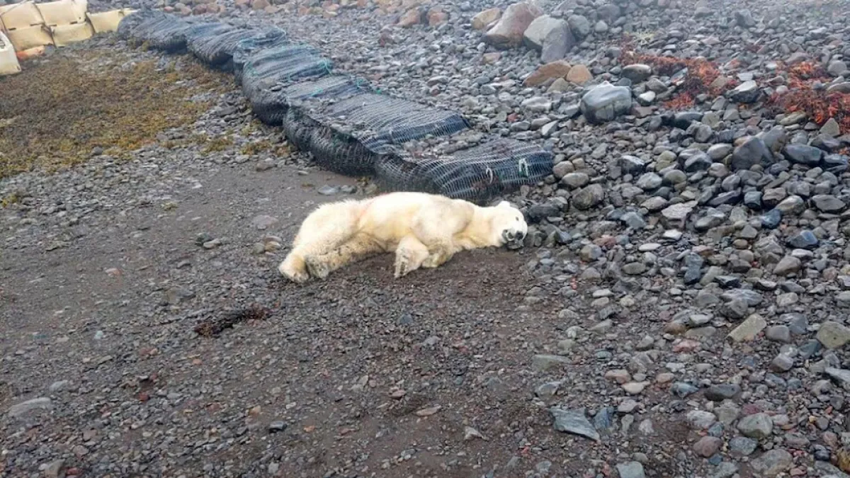 La policía mató a un oso polar en Islandia ya que representaba una amenaza para los pobladores.