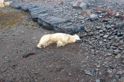 Un final trágico: la policía disparó contra un extraño oso polar que había aparecido en las costas de Islandia
