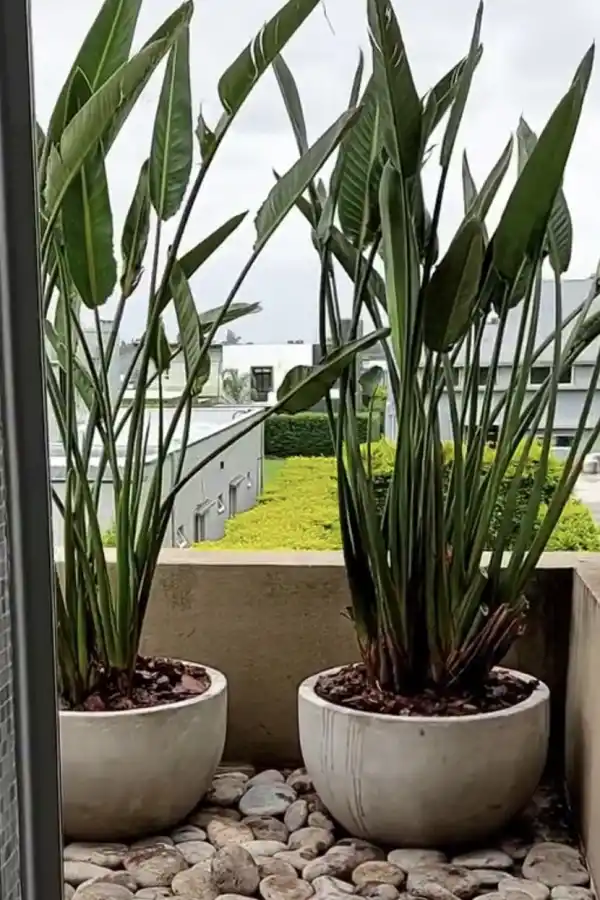 Convertir tu balcón en un oasis en la city es posible