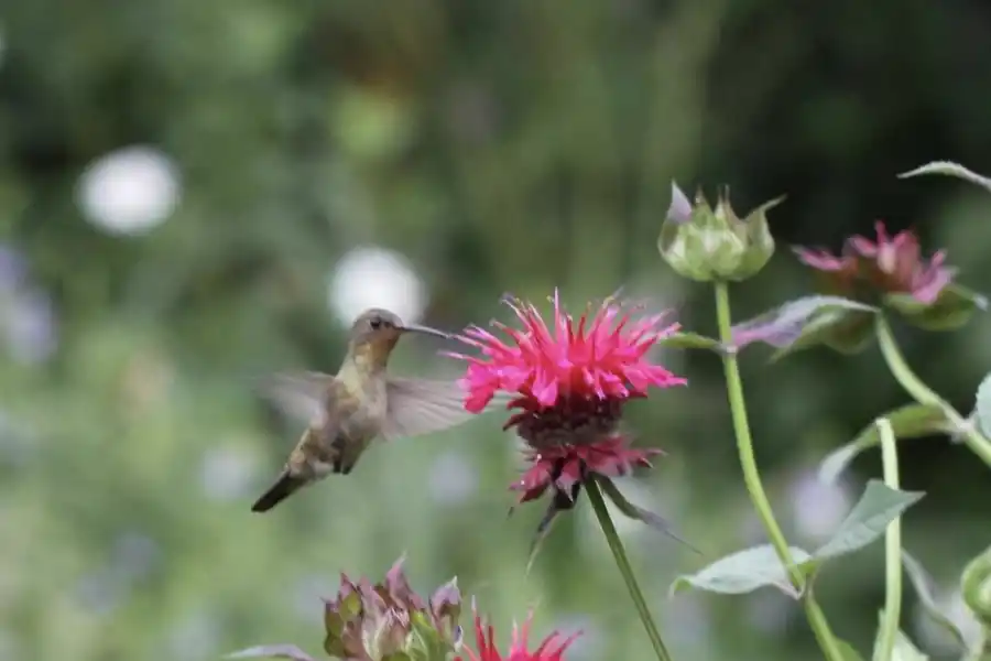 Paquita Romano: la dueña del jardín más instagrameable de Buenos Aires