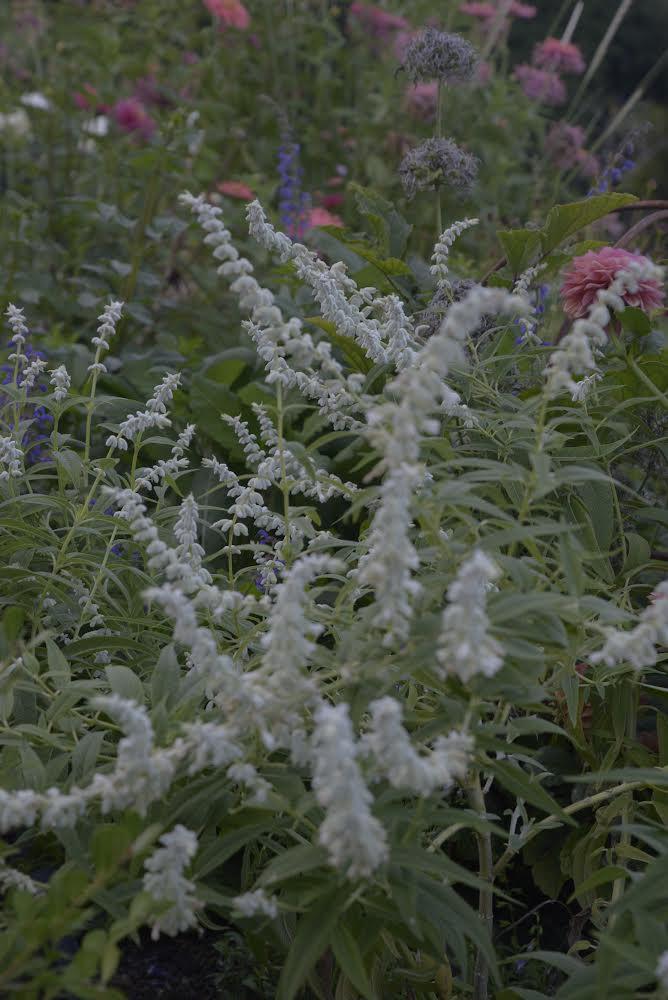 Paquita Romano: la dueña del jardín más instagrameable de Buenos Aires