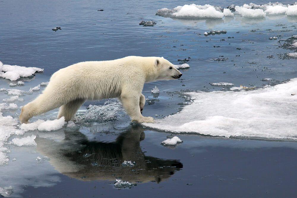 Los sosos polares no son nativos de Islandia, pero viajan en icebergs hasta las costas.