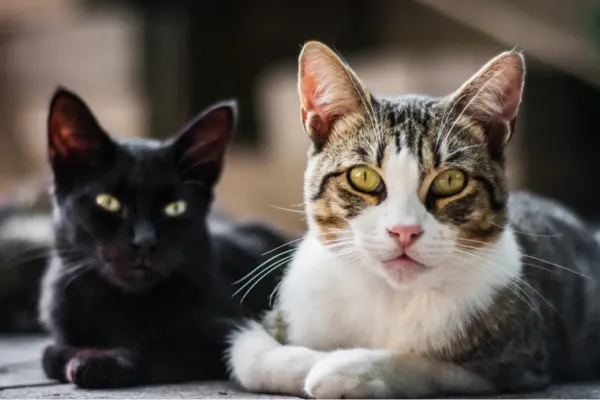 Qué enfermedades pueden pasar los gatos a sus dueños y cómo protegerse