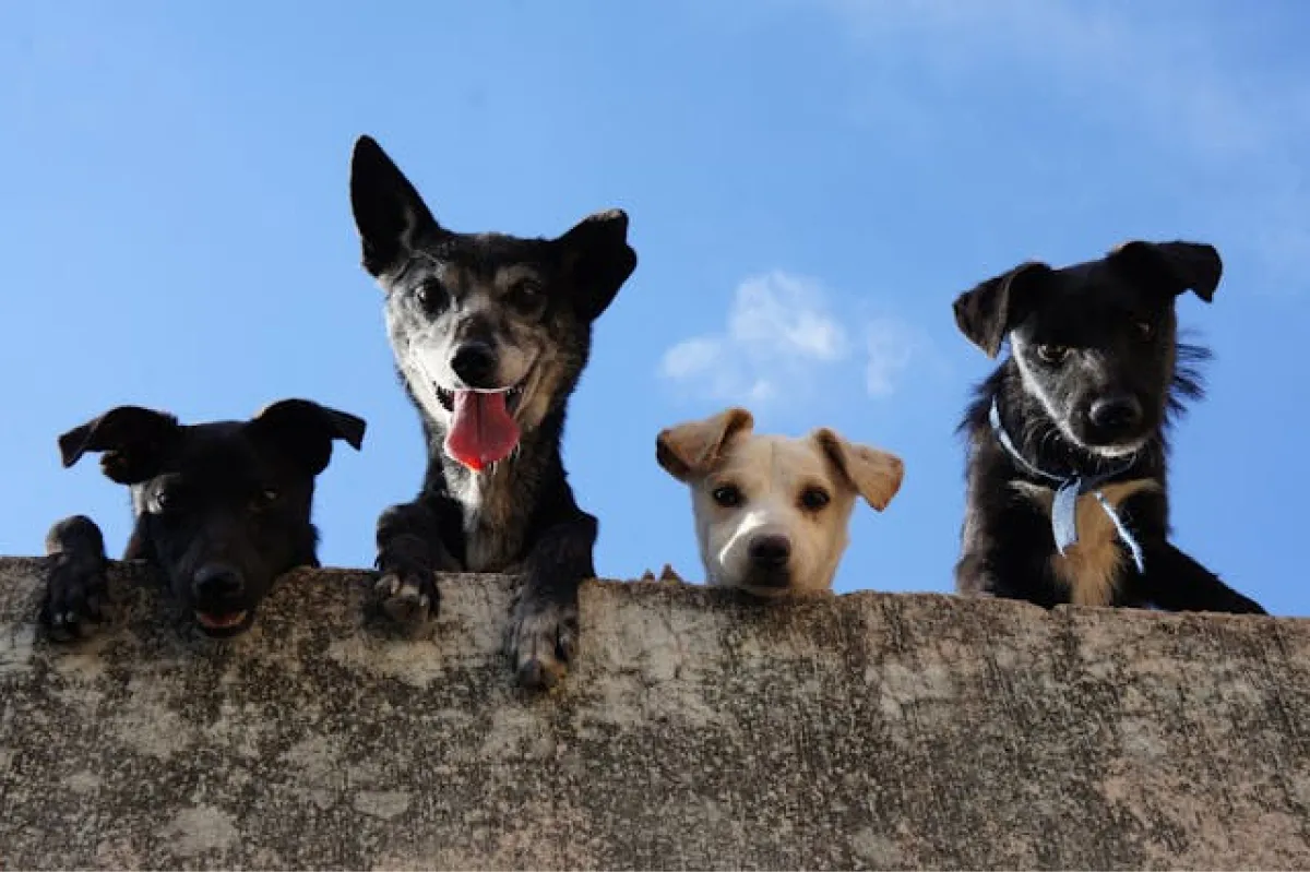 La importancia de la adopción responsable en las mascotas.