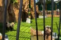 Un zoológico chino admitió que los pandas exhibidos eran perros disfrazados