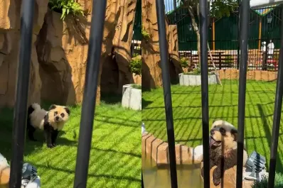 Un zoológico chino admitió que los pandas exhibidos eran perros disfrazados