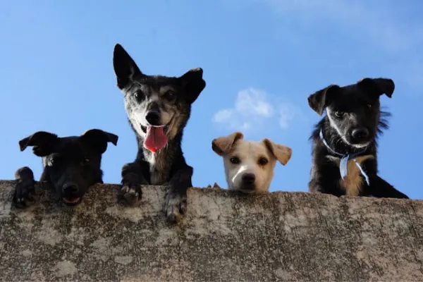 Día Mundial del Perro Adoptado: ¿por qué se celebra cada 23 de septiembre?