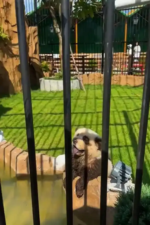 El zoológico admitió las acusaciones sobre los supuestos pandas.