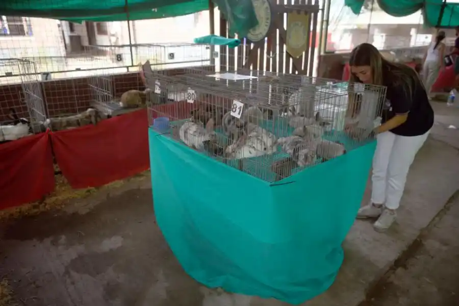 LA PREVIA. Los conejos que participaron de la Expo siendo preparados para las jornadas de cunicultura.