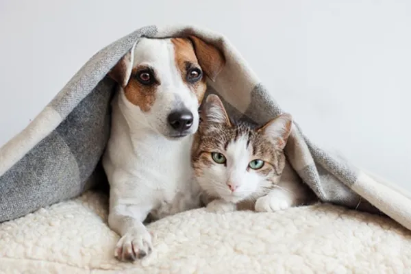 ¿Perros o gatos? Esta es la compañía ideal, según la inteligencia artificial
