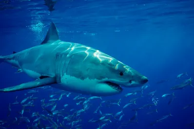 Una mujer de 30 años murió luego de ser mordida por un tiburón en las Islas Canarias