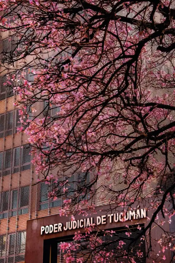 EN EL MISMO REGISTRO. Un árbol precede una institución en la toma de Guilermo Daniel Ruarte.