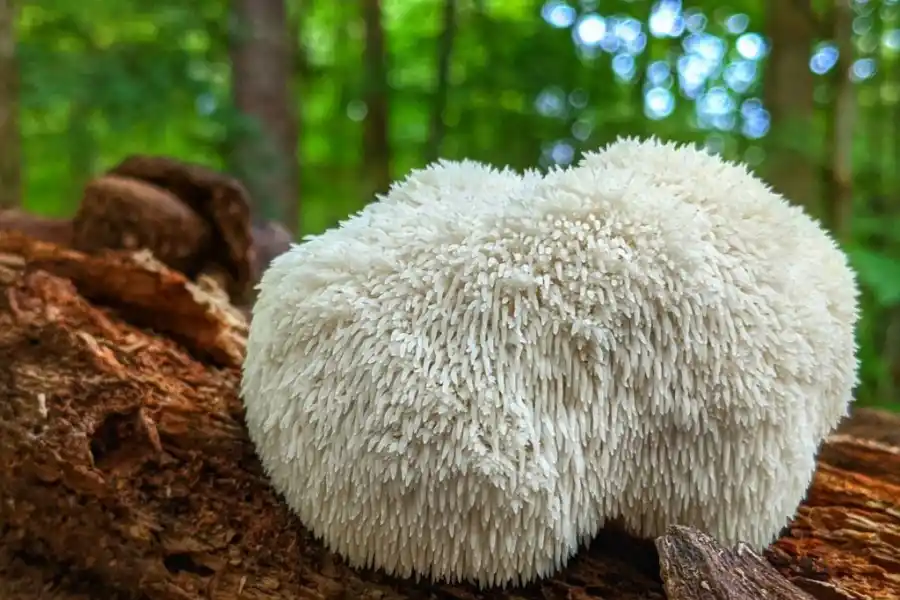 Una tesis estudiantil dio vida a un muffin con hongos muy benéfico para pacientes celíacos