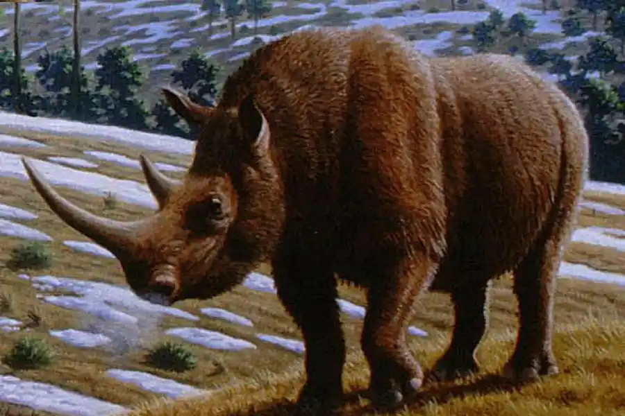 El rincoeronte lanudo se extinguió hasce unos 10.000 años. 