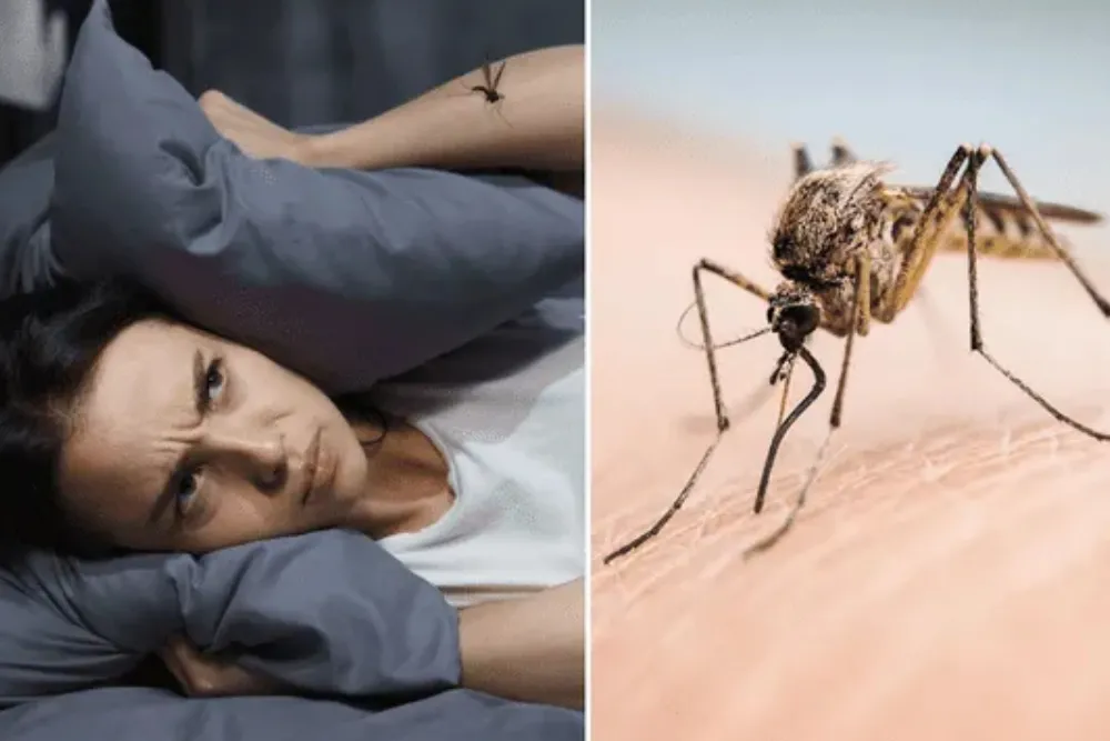 El truco casero definitivo para que los mosquitos no arruinen tu noche