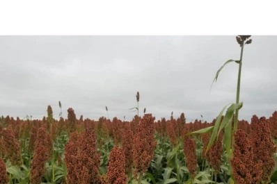 Compararon los rendimientos de 20 híbridos de sorgo