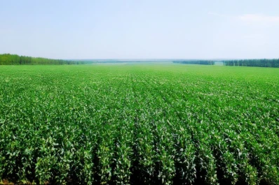 Campaña de grano: las lluvias, un factor para tener en cuenta