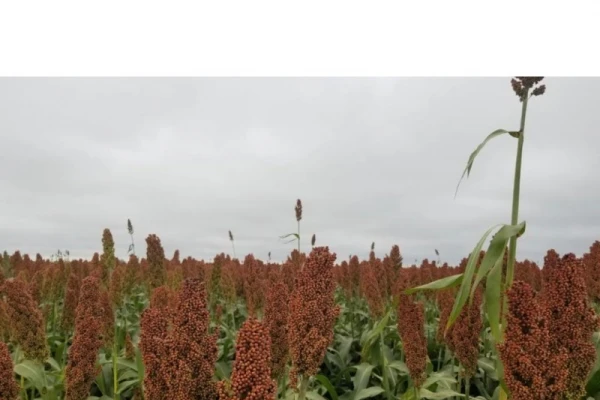 Compararon los rendimientos de 20 híbridos de sorgo