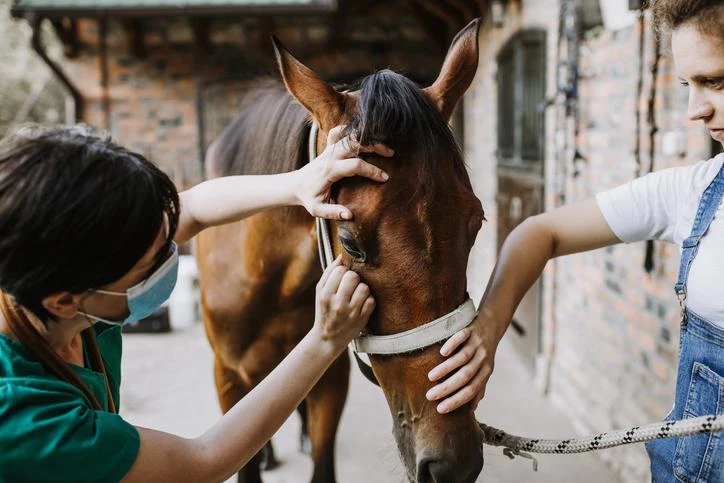 Encefalomielitis equina: recuerdan la obligación de vacunar a los animales