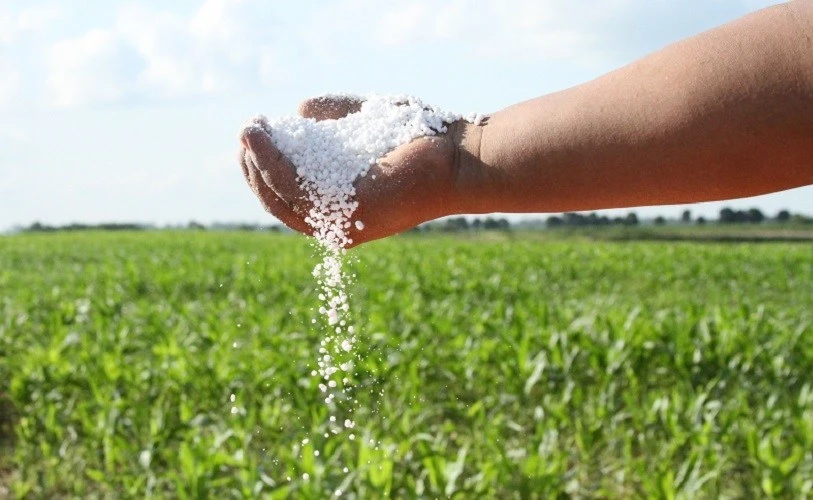 Se notó una respuesta positiva del maíz al uso de fertilizantes