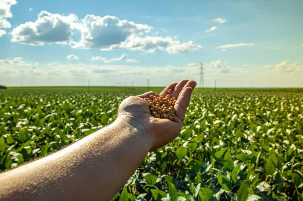 OLEAGINOSA. En 2024/5, la soja recuperaría su lugar como cultivo que más toneladas produce en el país, que había perdido los últimos años ante el maíz.