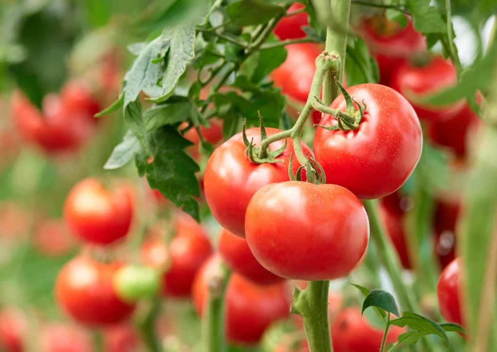 Monitorean lotes de tomate y de pimiento en Tucumán, en busca del virus rugoso