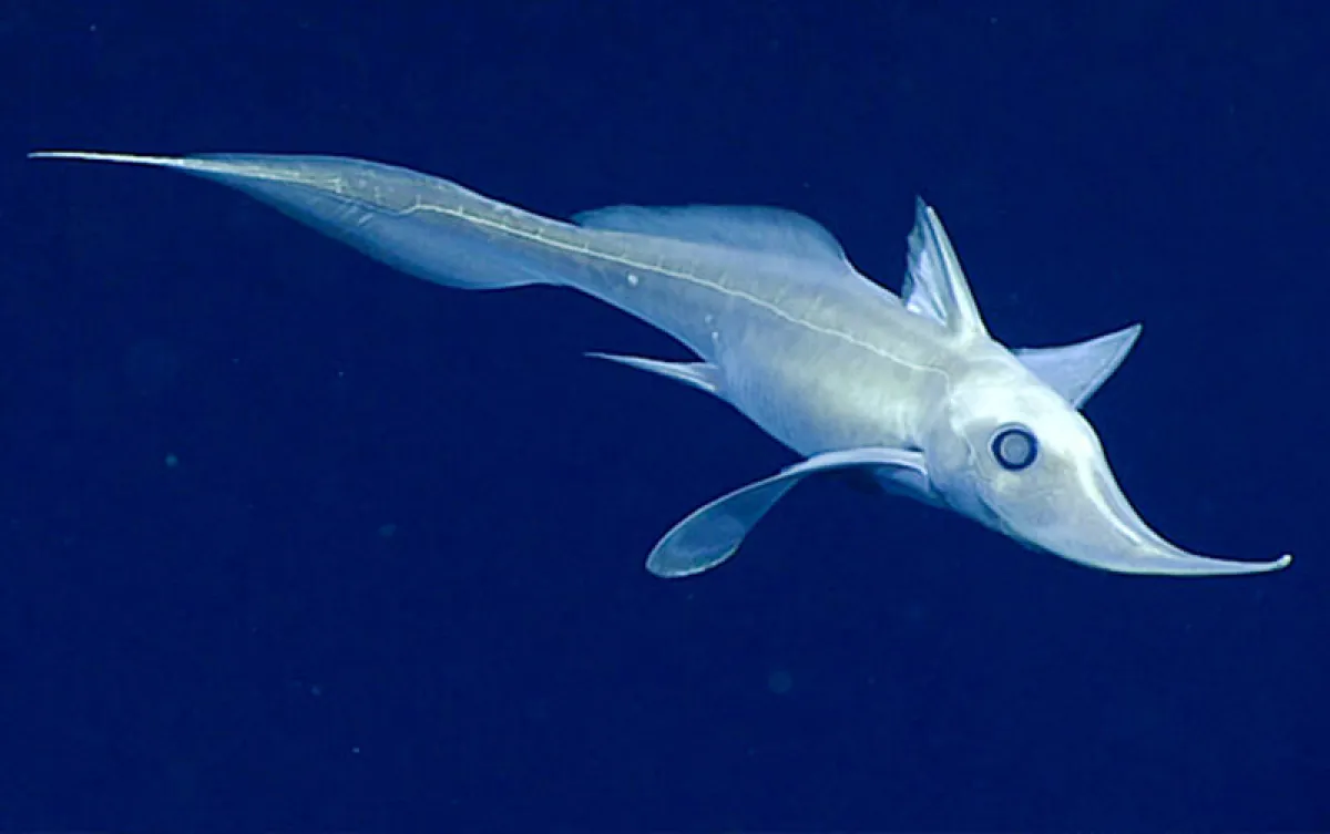 Una nueva especie de tiburones fantasma ronda las profundidades del mar.