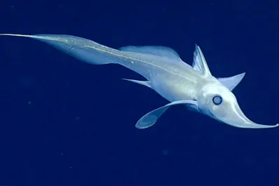 Hallaron una nueva especie de “tiburones fantasma” en las profundidades del mar de Nueva Zelanda