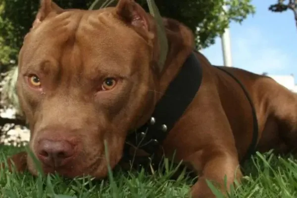 Un hombre mató a cuchillazos a un pitbull que había atacado a su mascota