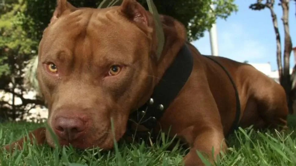 Un hombre mató a cuchillazos a un pitbull que había atacado a su mascota