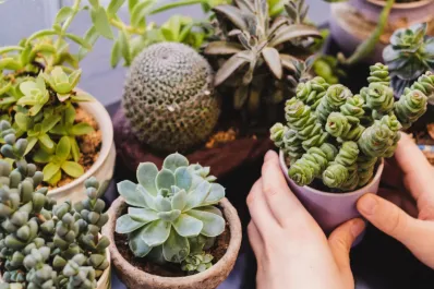 Las cinco plantas que atraen la mala suerte y no debés tener en tu casa