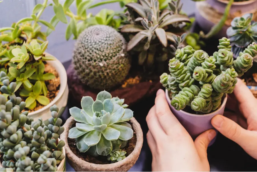 Algunos tipos de plantas atraerían las malas energías, según el Feng Shui