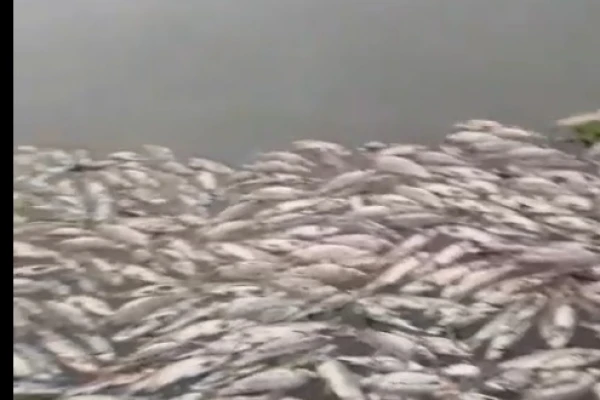 Investigan otro desastre ambiental en el río Salí