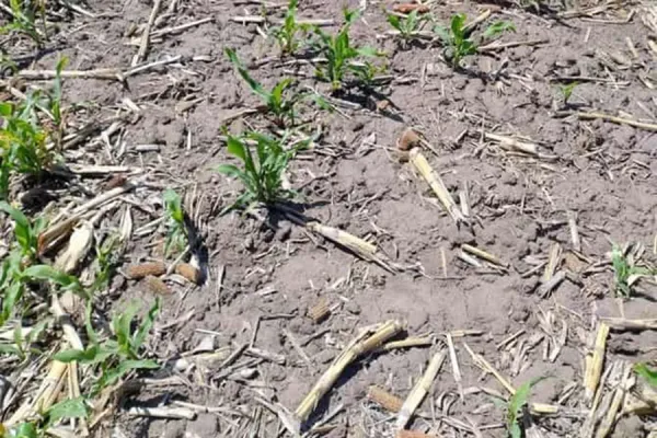 Brindan consejos para manejo de malezas en sorgo y alternativas para control de maíces “guachos”