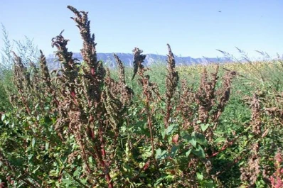 Las malezas obligan a una alerta constante