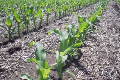 Sector maicero: el resultado económico para la campaña 2023/24 fue negativo