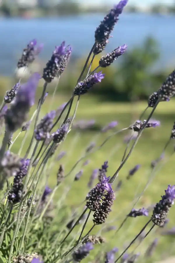 Cómo hacer madeleines de lavanda y naranja