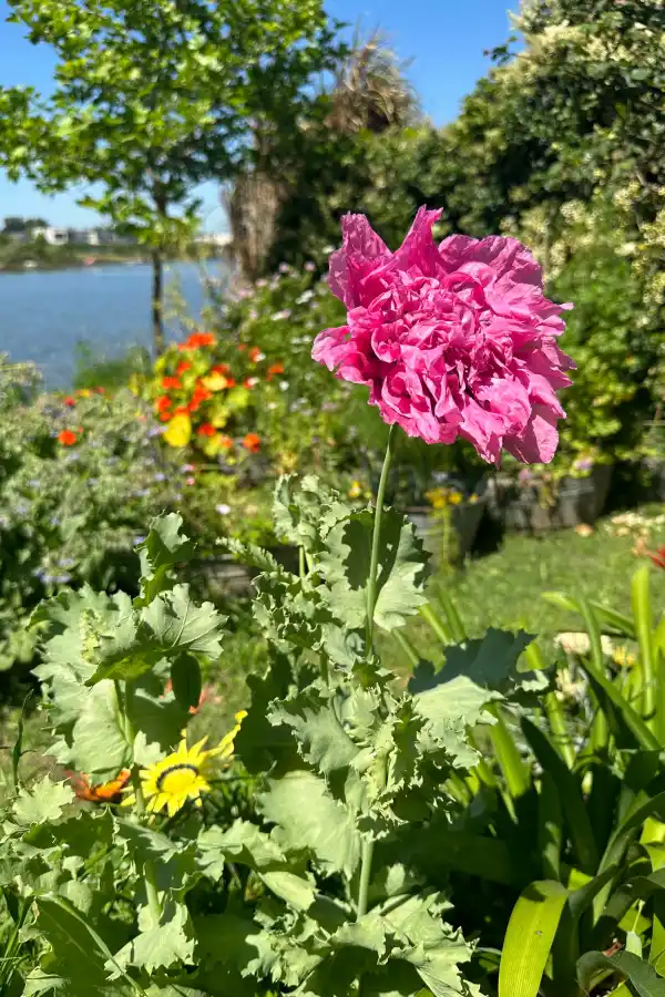 Tener un jardín de flores comestibles es posible