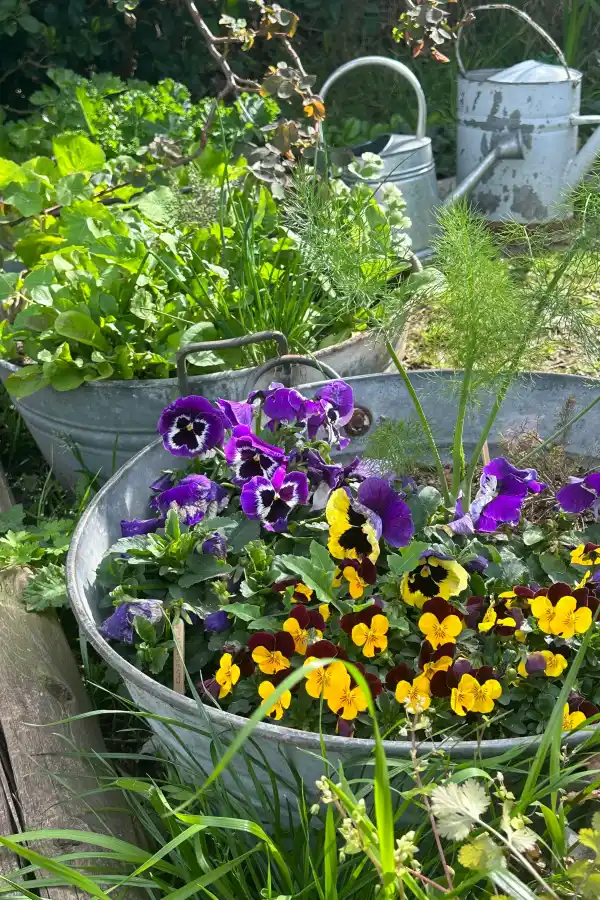 Tener un jardín de flores comestibles es posible