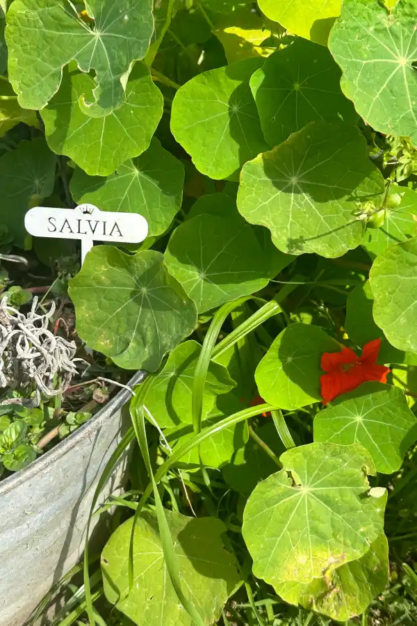 Tener un jardín de flores comestibles es posible