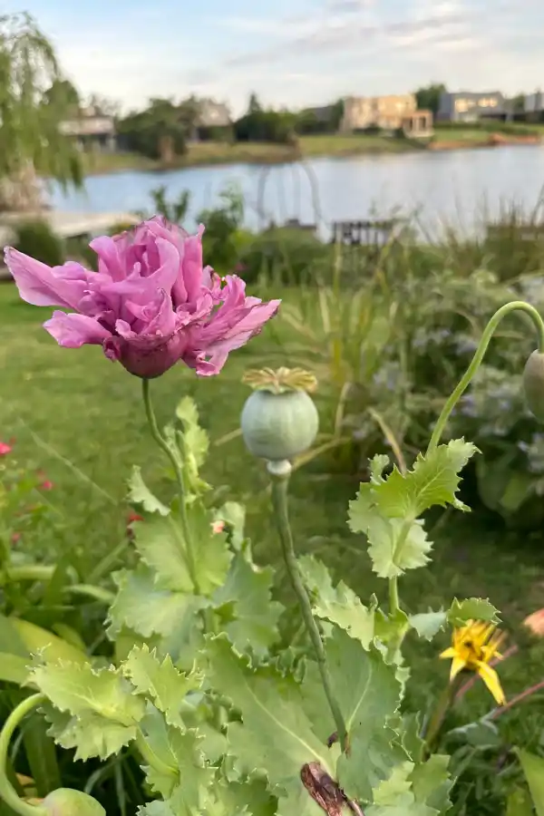Tener un jardín de flores comestibles es posible