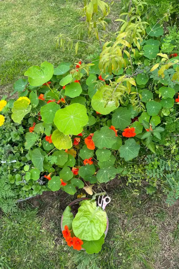 Tener un jardín de flores comestibles es posible